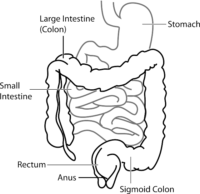 gut thyroid connection